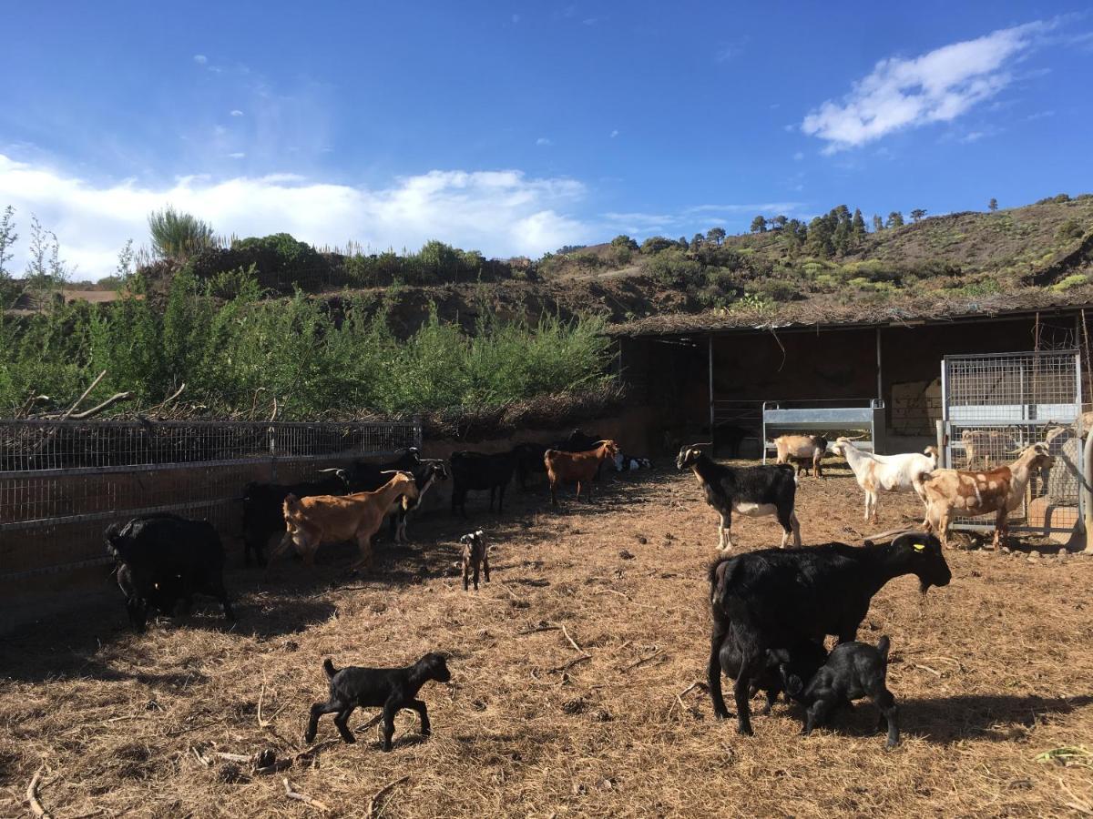Casa Rural Los Santillos El Pinar de El Hierro Kültér fotó